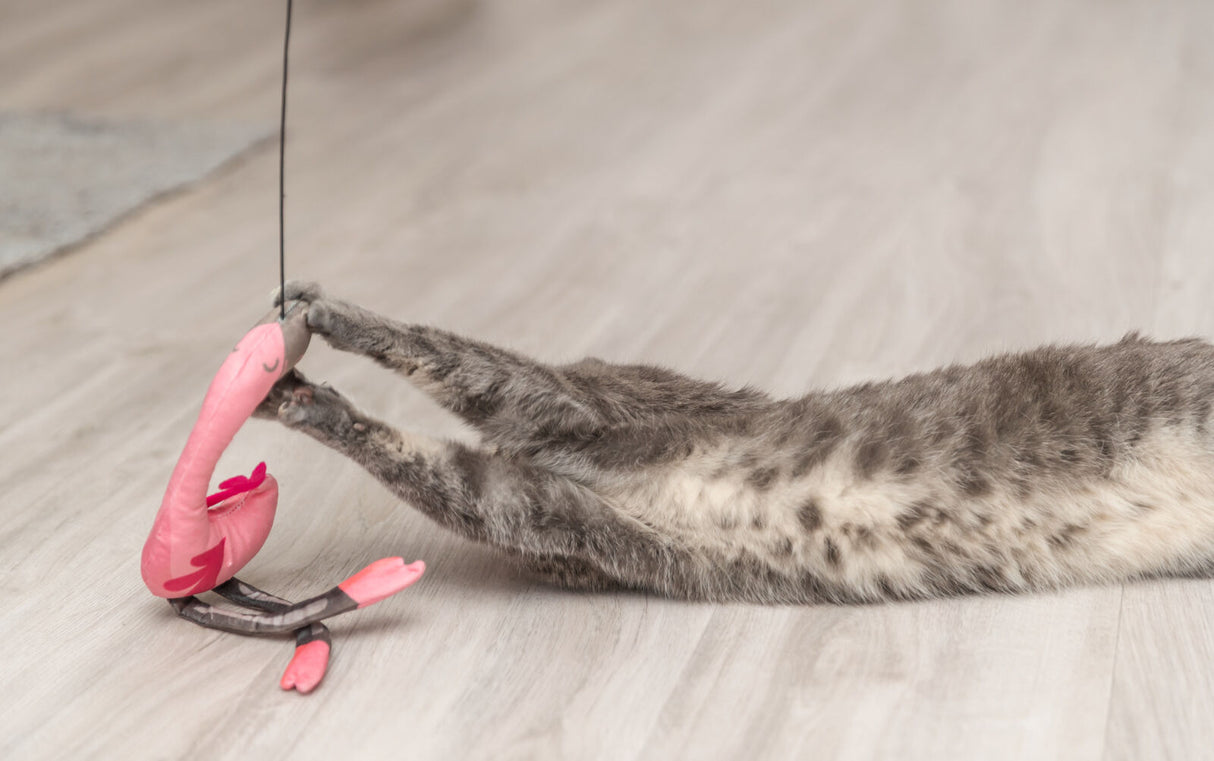 Graue Katze spielt mit rosa Flamingo-Spielzeug auf hellem Holzboden.