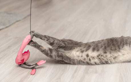 Graue Katze spielt mit rosa Flamingo-Spielzeug auf hellem Holzboden.