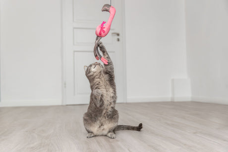 Eine Katze spielt mit einem hängenden rosa Flamingo-Spielzeug in einem hellen Raum.