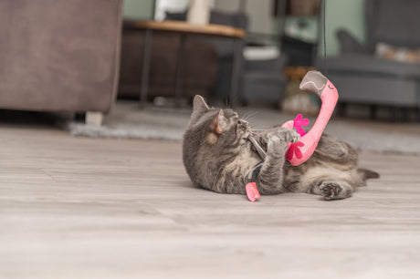Eine graue Katze spielt auf dem Boden mit einem pinken Flamingo-Spielzeug.