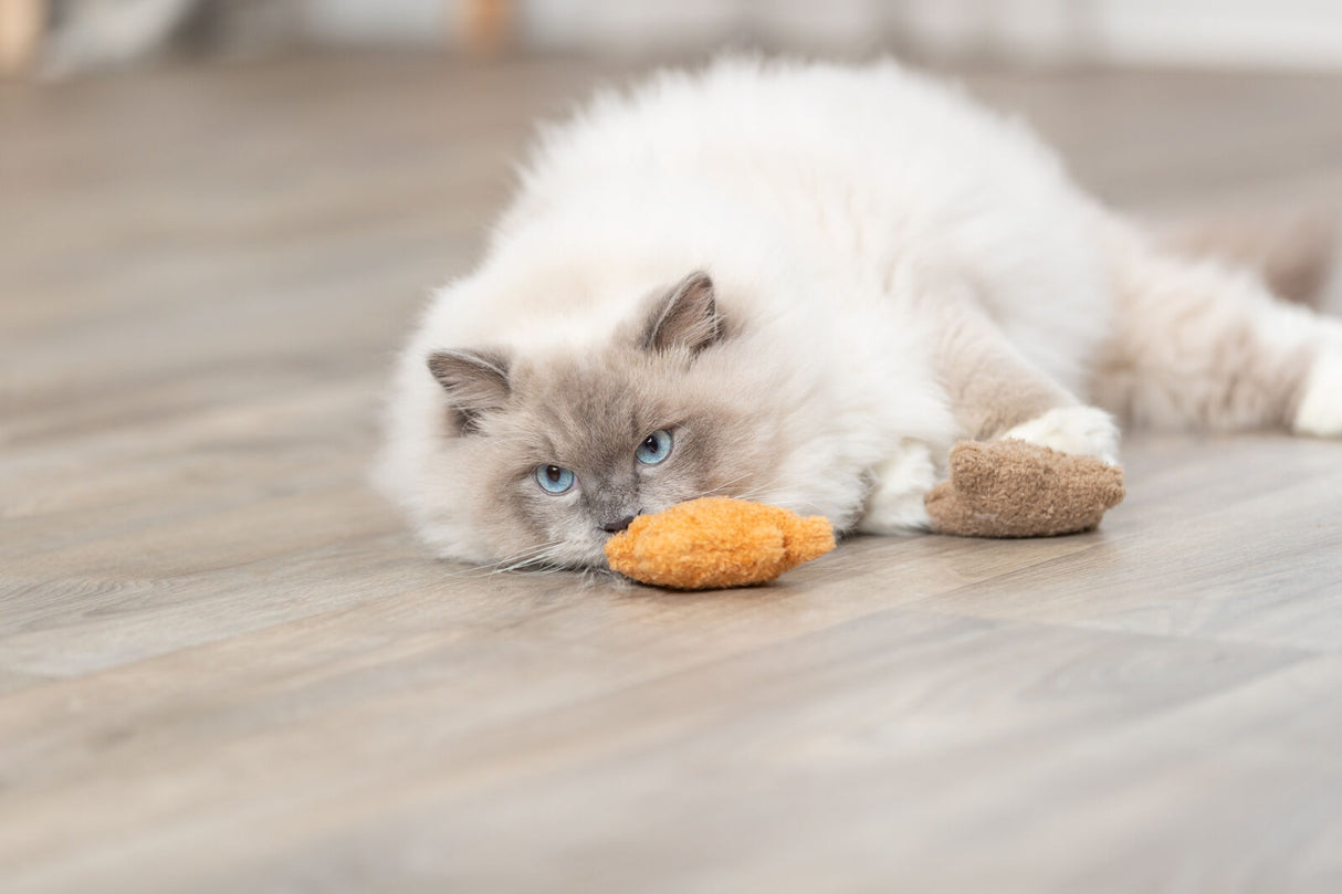 Beige Katze mit blauen Augen liegt auf Holzfußboden neben braunem Stoffspielzeug.