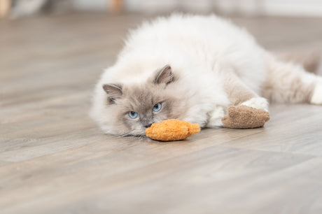 Beige Katze mit blauen Augen liegt auf Holzfußboden neben braunem Stoffspielzeug.