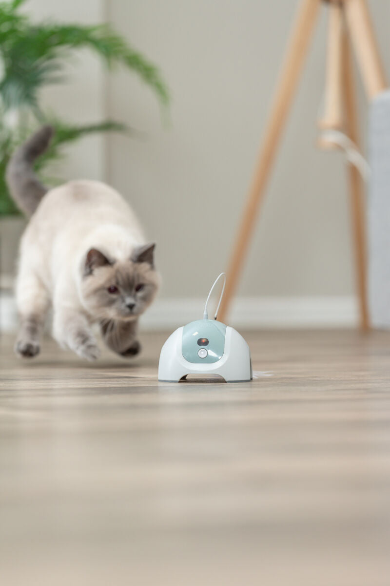 Eine Katze jagt ein automatisches Spielzeug auf einem Boden in einem Raum mit Pflanzen.