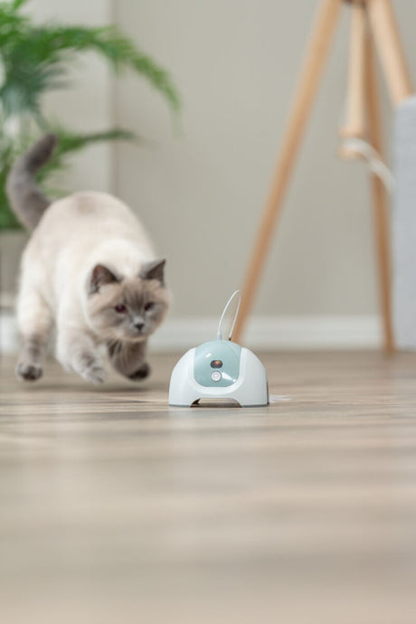Eine Katze jagt ein automatisches Spielzeug auf einem Boden in einem Raum mit Pflanzen.