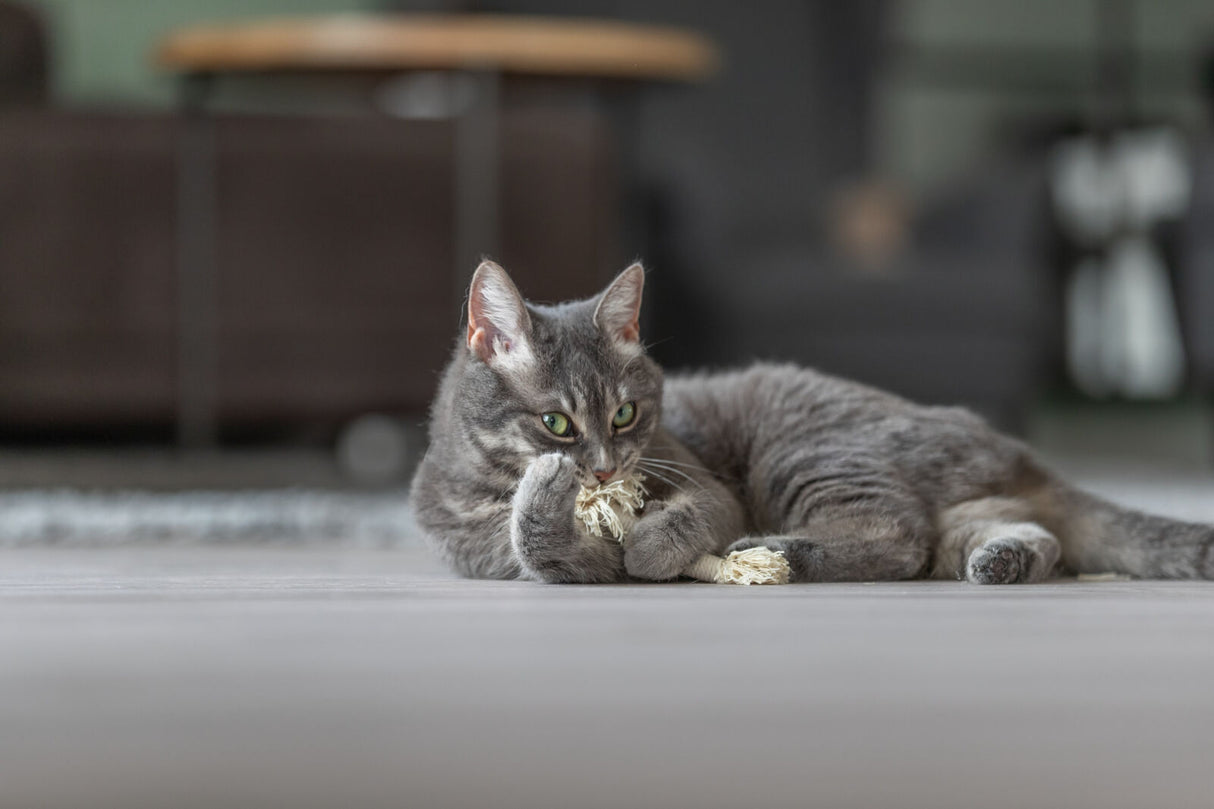 Graue Katze liegt auf dem Boden und spielt mit einem Stück Schnur, im Hintergrund sind unscharfe Möbel erkennbar.