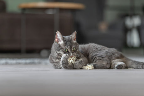 Graue Katze liegt auf dem Boden und spielt mit einem Stück Schnur, im Hintergrund sind unscharfe Möbel erkennbar.