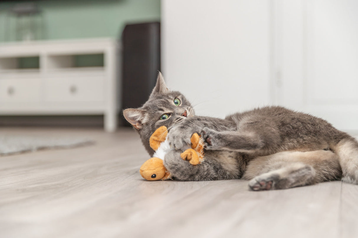 Graue Katze spielt auf dem Boden mit einem orangefarbenen Stoffspielzeug.