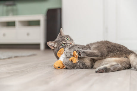 Graue Katze spielt auf dem Boden mit einem orangefarbenen Stoffspielzeug.