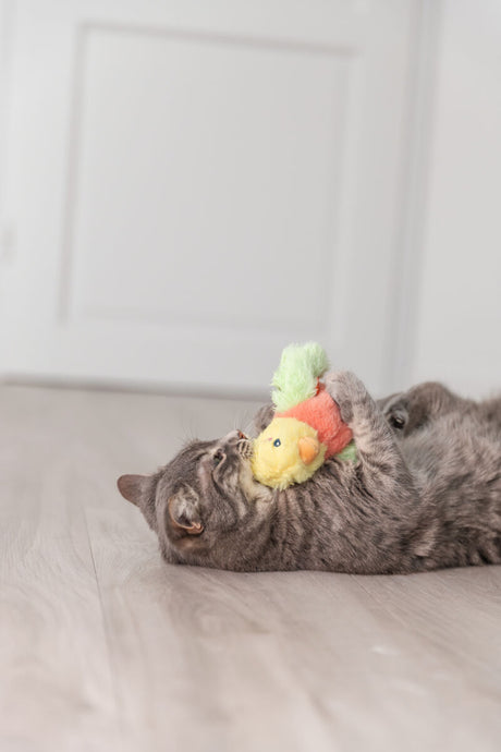 Grau getigerte Katze spielt mit buntem Stofftier auf hellem Holzboden.