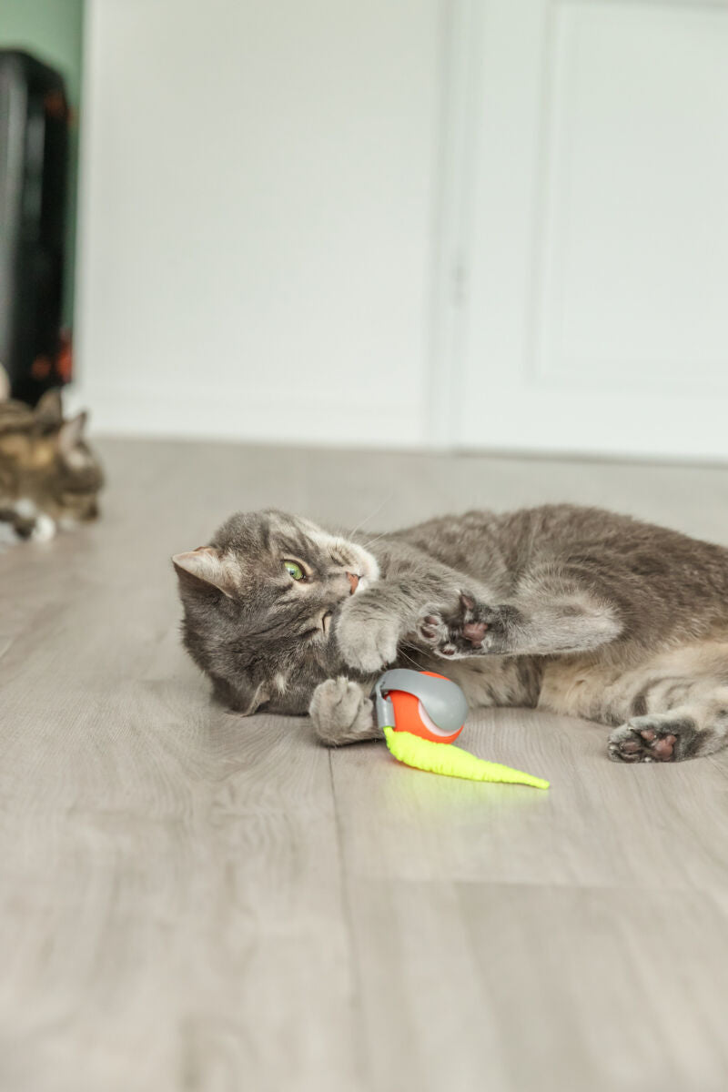 Elektrischer Katzenball