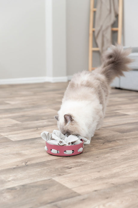 Eine flauschige, cremefarbene Katze schnüffelt an einem runden, rosa Spielzeug auf einem Holzboden in einem hellen Raum.