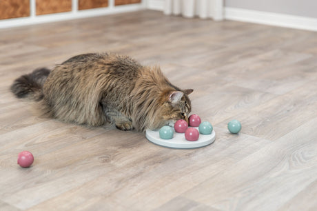 Eine flauschige Katze interagiert mit einem Spielzeug auf einem Holzboden, das aus rosa und blauen Kugeln besteht.