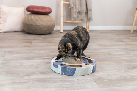 Eine Katze spielt mit einem runden, bunten Spielzeug auf einem Holzboden in einem hellen Raum.