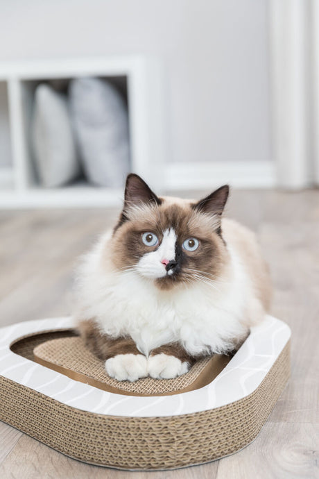 Langhaarige Katze mit blauen Augen liegt auf einem Herz-förmigen Kratzbrett auf hellem Holzboden.