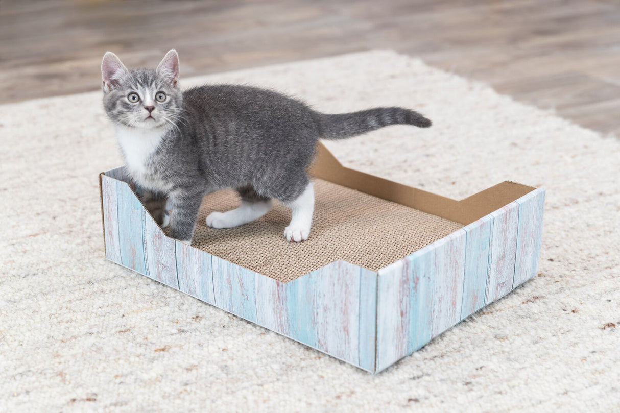 Grau-weiße Katze steht in einer offenen, rechteckigen Schachtel mit blauem Muster auf einem Teppich.