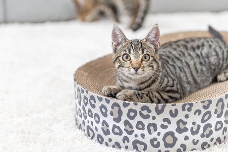 Graue getigerte Katze liegt in runder Schale mit Leopardenmuster auf hellem Teppich.