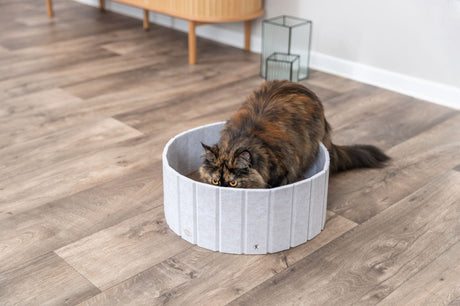 Mehrfarbige Katze sitzt in grauer Filztrage auf Holzboden in Innenraum.