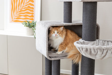 Eine orange-weiße Katze sitzt in einer grauen Höhle eines Kratzbaums im Wohnzimmer.