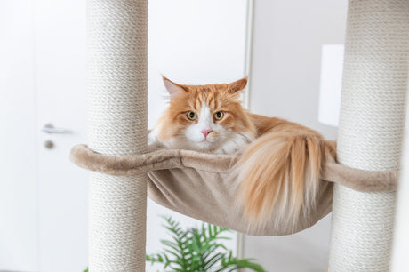 Eine rot-weiße Katze liegt in einer Hängematte an einem Kratzbaum.