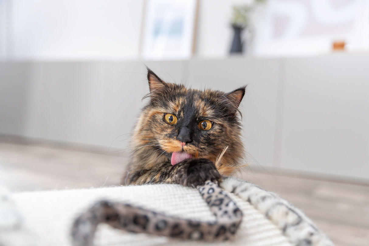 Langhaarige Katze mit geflecktem Fell leckt sich auf einem Kratzbaum im Wohnzimmer.