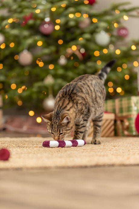 Eine getigerte Katze beschnuppert ein gestreiftes Spielzeug vor einem dekorierten Weihnachtsbaum.