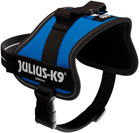 Blaues Hundegeschirr mit schwarzem Rand, Etikett mit "JULIUS-K9" Aufschrift, verstellbare Schnalle.