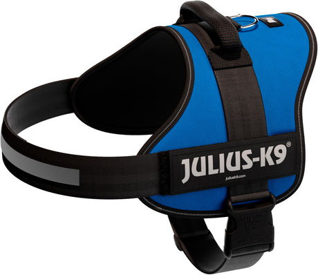 Blaues Hundegeschirr mit schwarzem Gurt und Aufschrift "Julius-K9", D-Ring und Verschluss sichtbar.