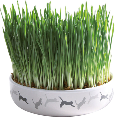 Ein runder, weißer Blumentopf mit Katzensilhouetten gefüllt mit dichtem, grünem Gras.