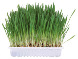 Grünes Gras wächst dicht in einem weißen Plastikbehälter, die Halme sind schlank und aufrecht.