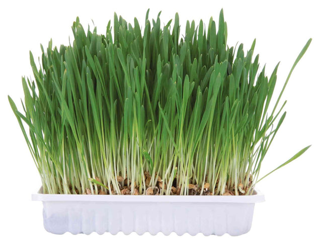 Grünes Gras wächst dicht in einem weißen Plastikbehälter, die Halme sind schlank und aufrecht.