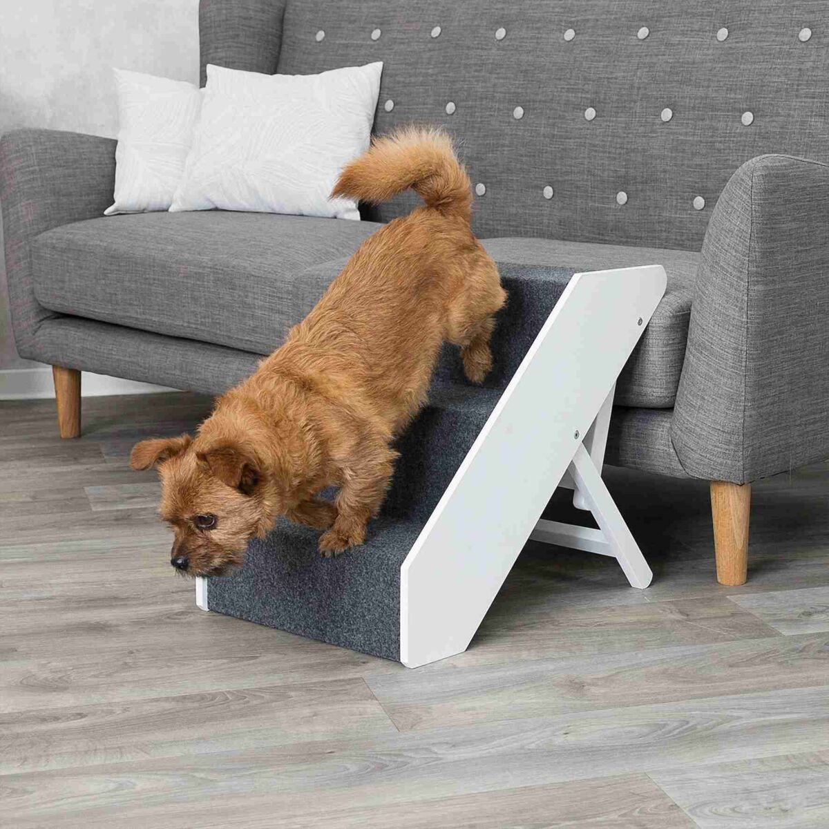 Ein kleiner brauner Hund geht eine graue Haustiertreppe hinunter, die neben einem grauen Sofa steht.