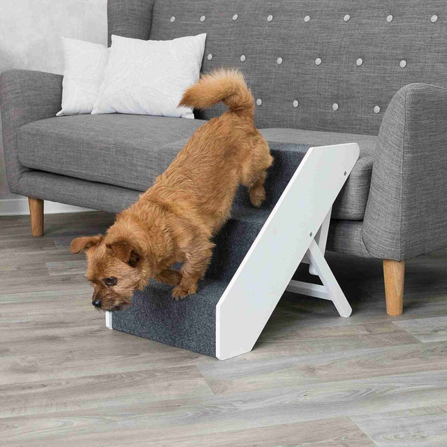 Ein kleiner brauner Hund geht eine graue Haustiertreppe hinunter, die neben einem grauen Sofa steht.
