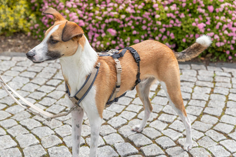 Ein Hund mit braun-weißem Fell trägt ein Geschirr und steht auf einem gepflasterten Weg vor blühenden Büschen.