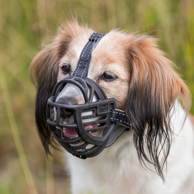 Hund mit braunem Fell trägt einen schwarzen Maulkorb im Freien.