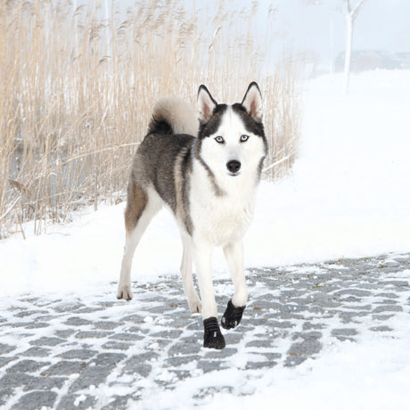 Ein schwarz-weißer Hund mit blauen Augen trägt Hundeschuhe und steht auf einem verschneiten Weg vor Schilfrohr.
