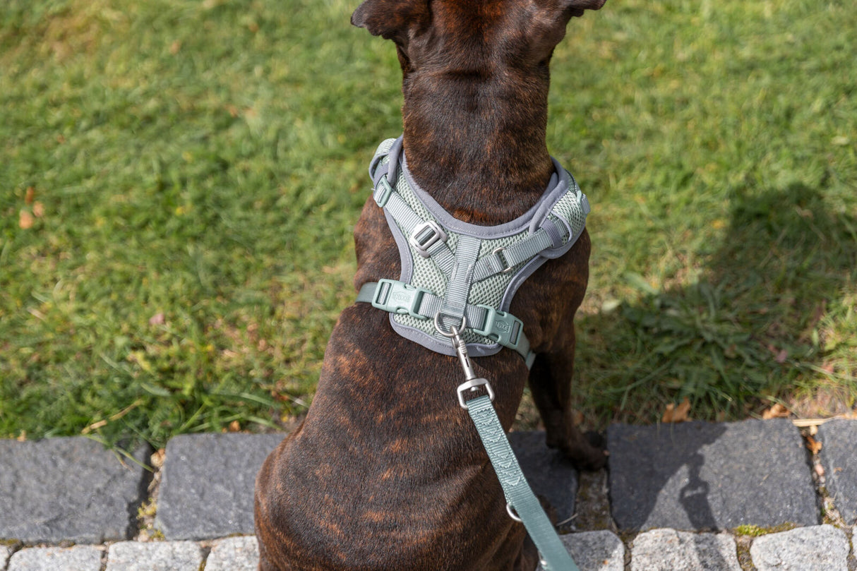 Hund mit grauem Geschirr und Leine sitzt auf einem Gehweg aus Pflastersteinen neben einer Wiese.