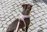 Hund mit rosa Geschirr steht auf einem gepflasterten Weg.