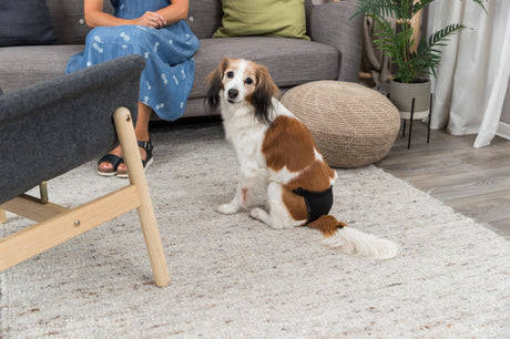 Ein braun-weißer Hund mit einer schwarzen Windel sitzt auf einem hellen Teppich, während eine Person auf einem grauen Sofa sitzt.
