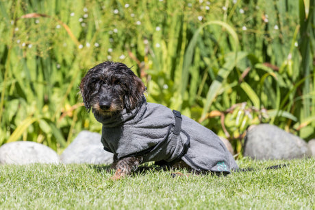 Hund im grauen Mantel sitzt auf einer Wiese vor grünem Hintergrund mit Steinen.