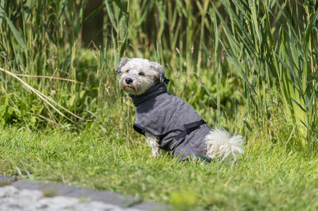 Ein kleiner Hund in einem grauen Mantel sitzt auf einer Wiese mit hohem, grünem Gras im Hintergrund.