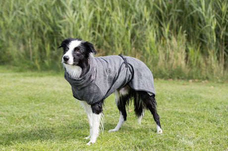 Hund trägt grauen Mantel auf grünem Gras, im Hintergrund stehen hohe Gräser oder Büsche.