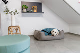 Hund liegt in einem grauen Hundebett vor weißer Wand, daneben ein runder Hocker mit Vase und Regal mit Pflanzen.