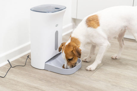 Hund frisst aus einem grauen Napf, der an einen weißen Futterautomaten auf einem holzfarbenen Boden angeschlossen ist.
