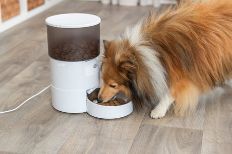 Ein Hund frisst aus einem weißen, automatischen Futterspender auf einem Holzboden.