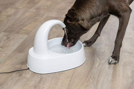 Hund trinkt Wasser aus einem weißen Trinkbrunnen auf einem Holzboden.