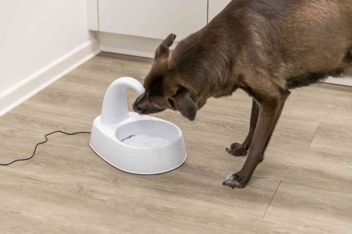 Ein brauner Hund trinkt aus einem weißen Trinkbrunnen auf einem Holzfußboden.