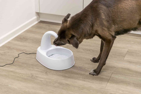 Ein brauner Hund trinkt aus einem weißen Trinkbrunnen auf einem Holzfußboden.
