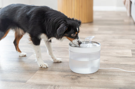 Hund trinkt aus einem modernen Wasserspender auf einem Holzboden.