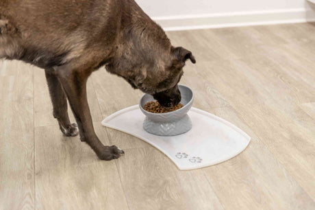 Hund frisst Trockenfutter aus einem erhöhten grauen Napf auf einer weißen Matte mit Pfotenabdrücken auf Holzboden.
