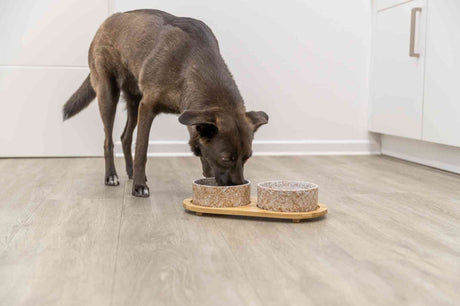Ein brauner Hund frisst aus einem Futternapf-Set auf einem Holztablett auf hellem Holzboden in einer Küche.